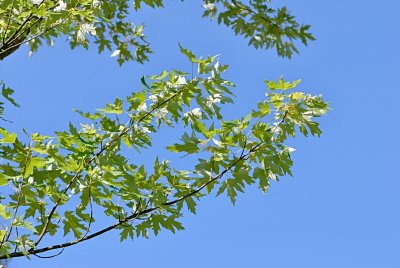 Acer saccharinum - javor stříbrný - větve s listy (53)